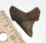 Angustidens Shark Tooth